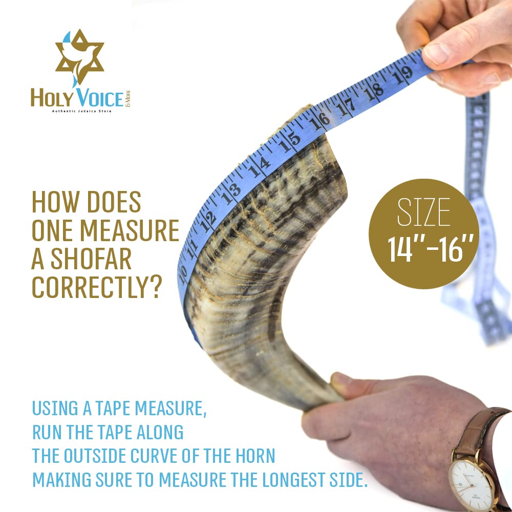 その他 Breath in a Ram's Horn [DVD] [Import] cm3dmju Amazon.com: Holy Voice Kosher Ram Shofar Horn from Israel 14
